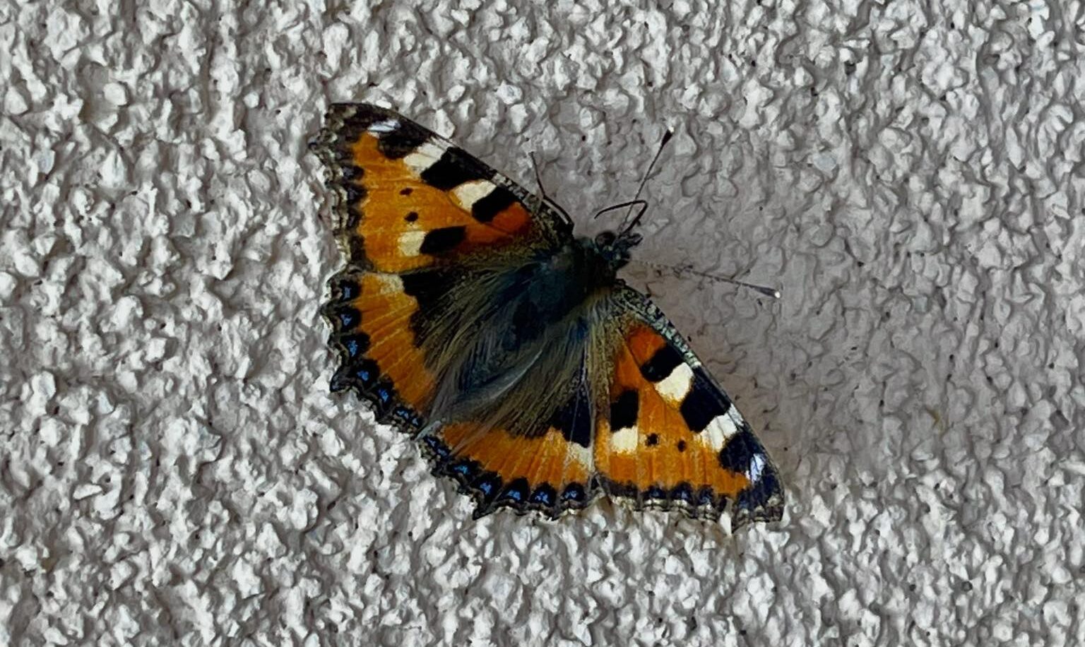 (nie)cielesność (nie)cielesność